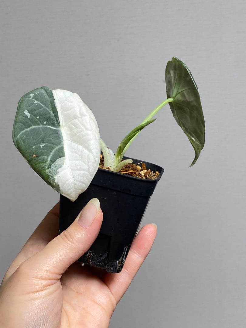 超希少‼️大人気‼️】アロカシア マハラニ 斑入り アルボ 白斑 レア
