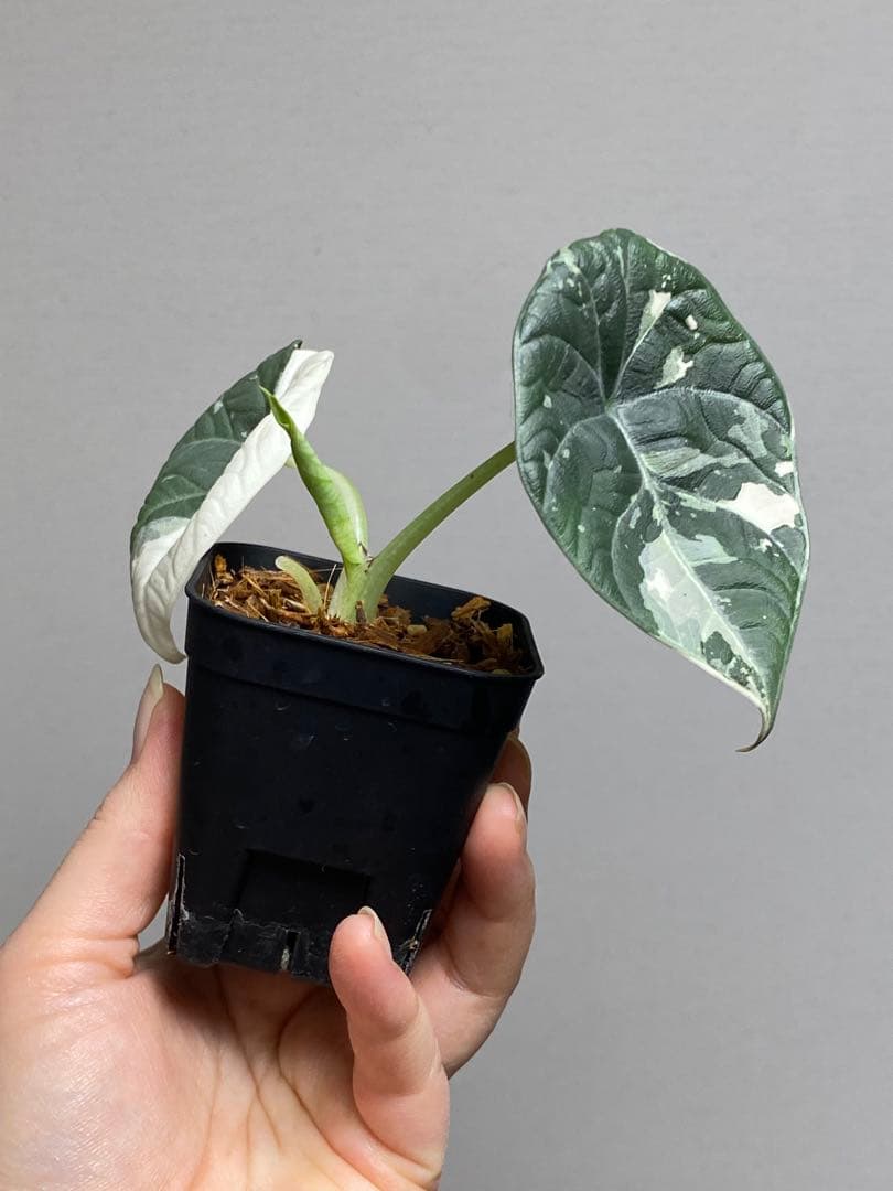超希少‼️大人気‼️】アロカシア マハラニ 斑入り アルボ 白斑 レア
