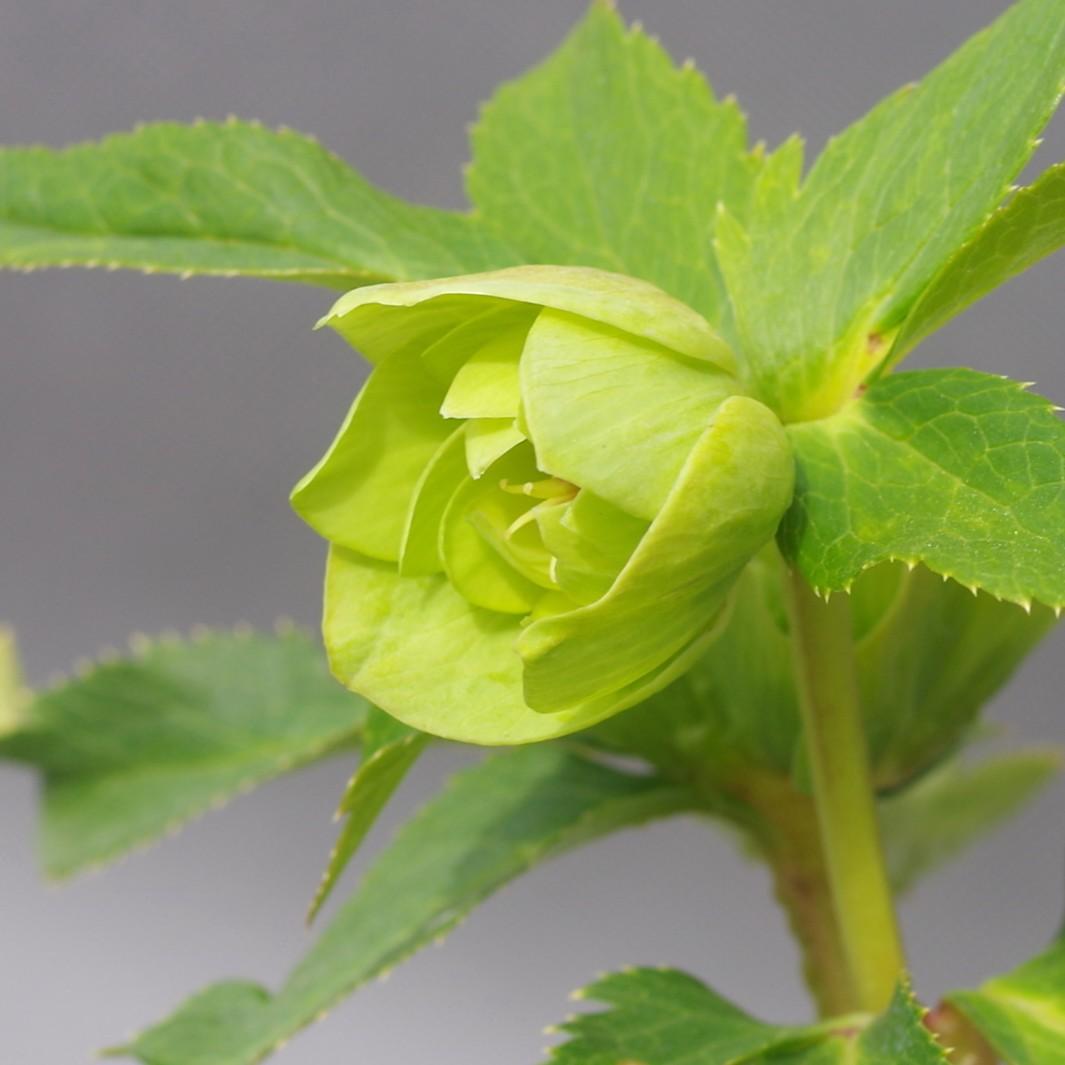 A様7482 認定！メロンゴールド クリスマスローズ開花 加藤農園 - メルカリ