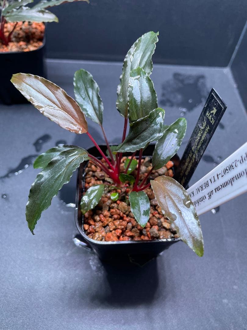 Homalomena aff. vittifolia 