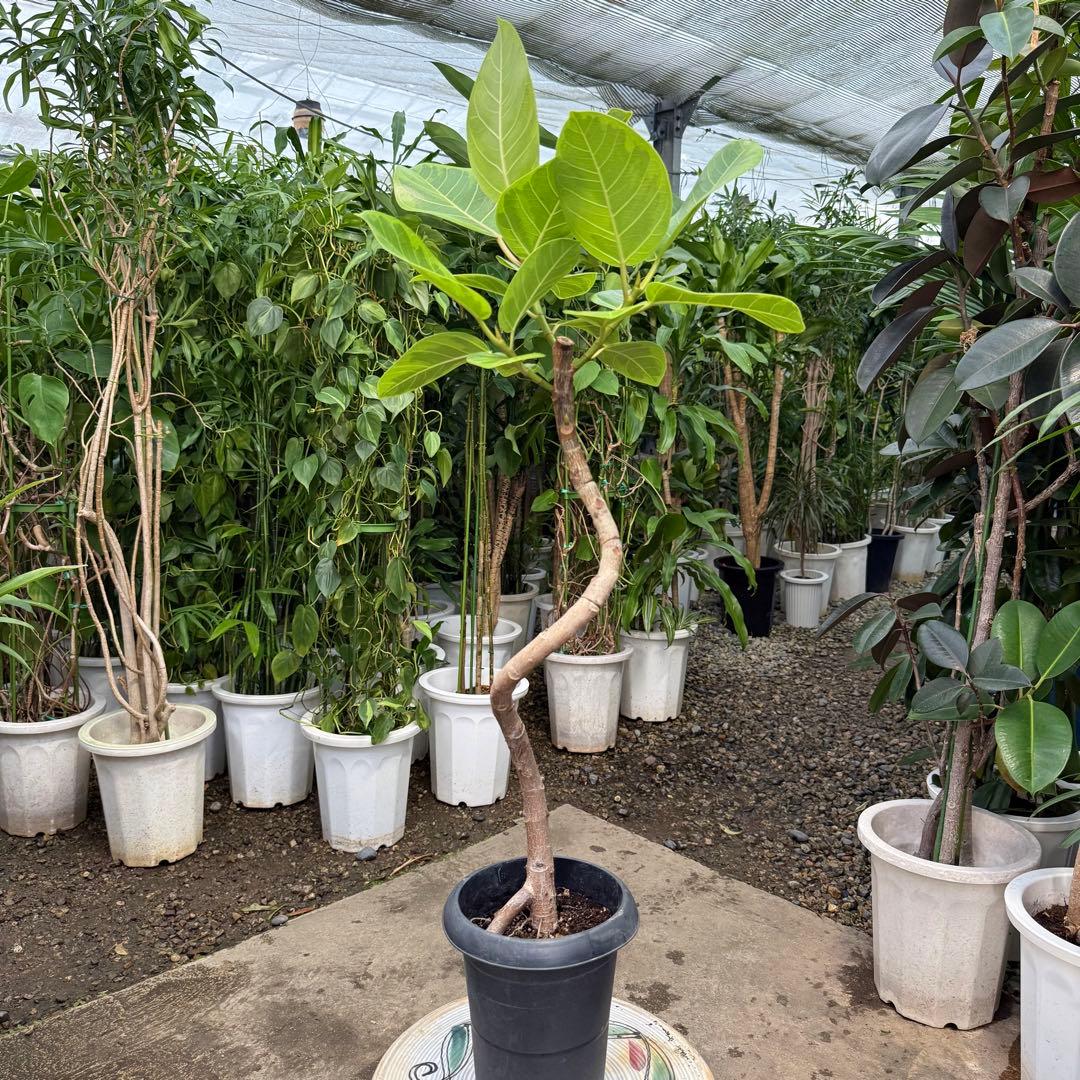 特級品】フィカス アルテシマ 曲がり 幹太 6号鉢 特大極上苗株 根太 背