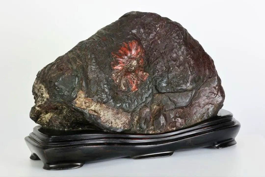 天然菊花石 大輪 赤花 台座付 19.8kg 鑑賞石 原石 水石 紋石 美石