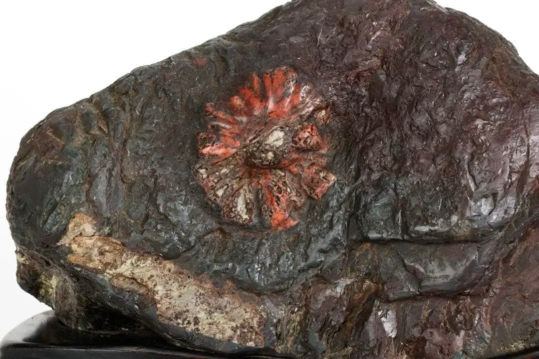 天然菊花石 大輪 赤花 台座付 19.8kg 鑑賞石 原石 水石 紋石 美石