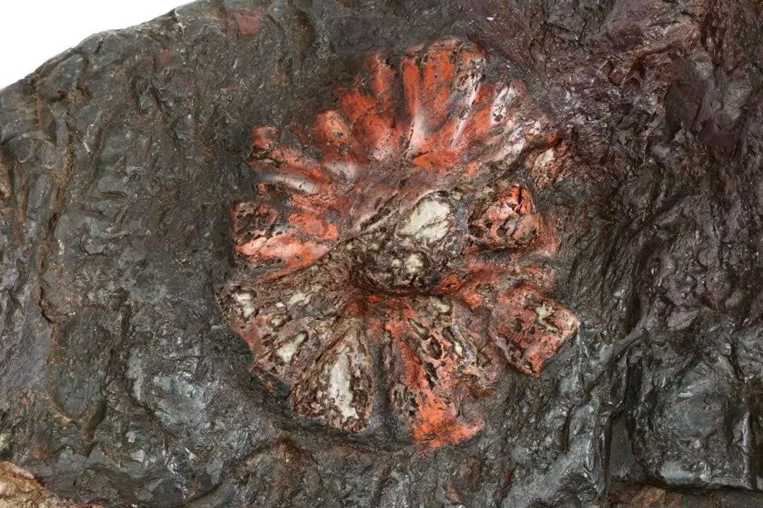 天然菊花石 大輪 赤花 台座付 19.8kg 鑑賞石 原石 水石 紋石 美石