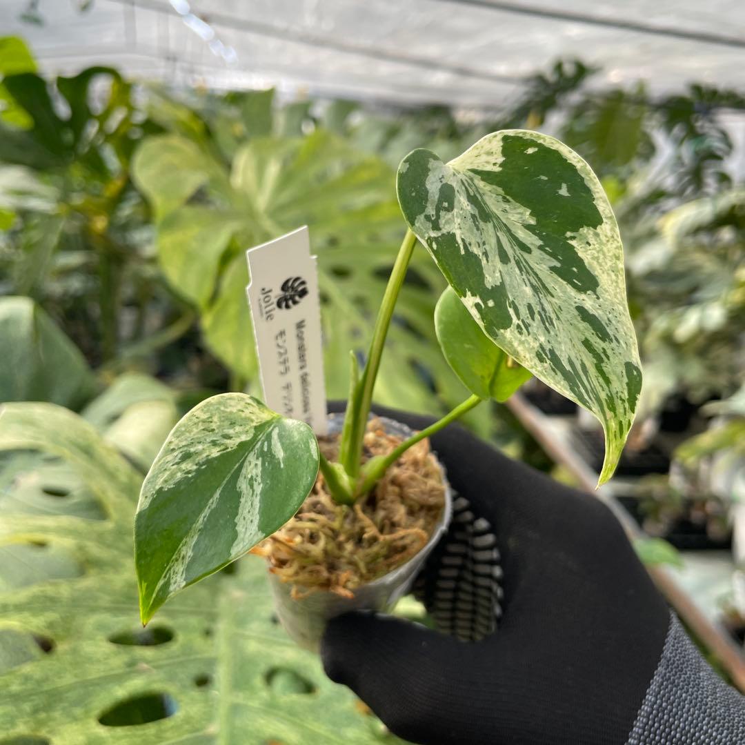 10モンステラ デリシオーサ ベトシオーサ 2寸ポリポット ネコポス発送