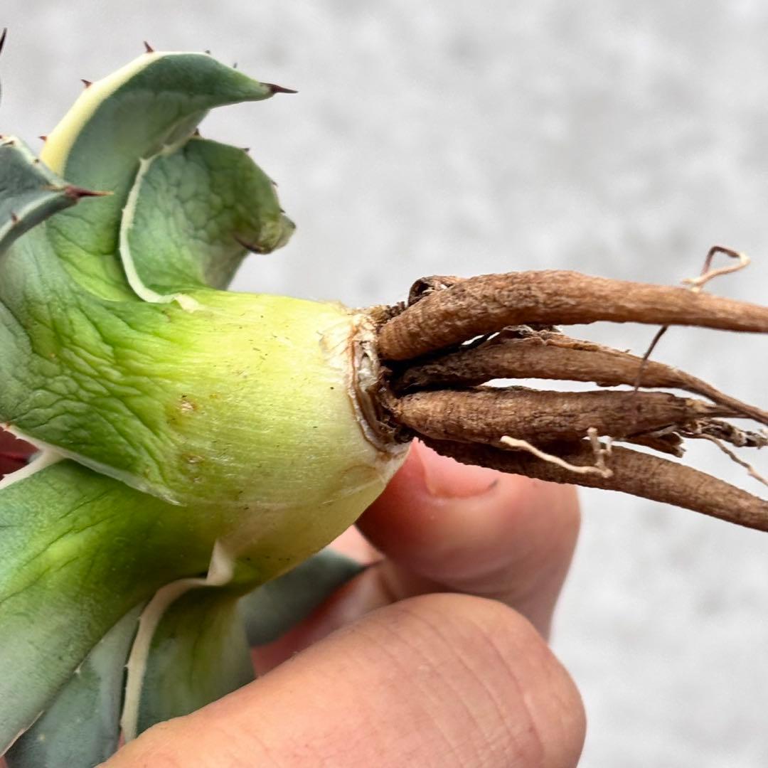 た*し様 多肉植物・アガベ・吉祥天錦白腹輪・特選美株 - メルカリ