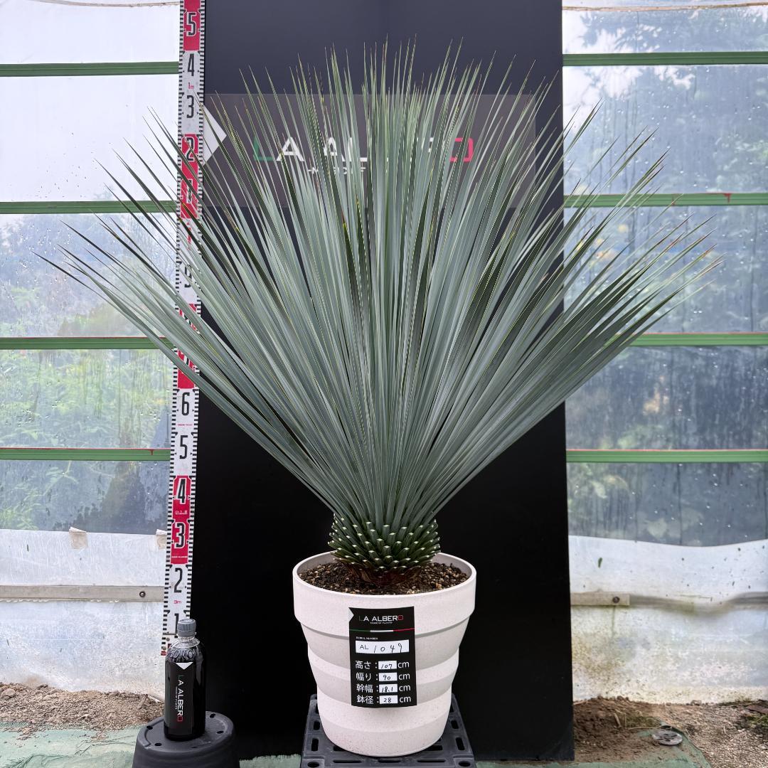 【AL1049】ユッカ　ロストラータ　ランチョブルー　数量限定販売 AL1049】ユッカ ロストラータ ランチョブルー 数量限定販売 - メルカリ