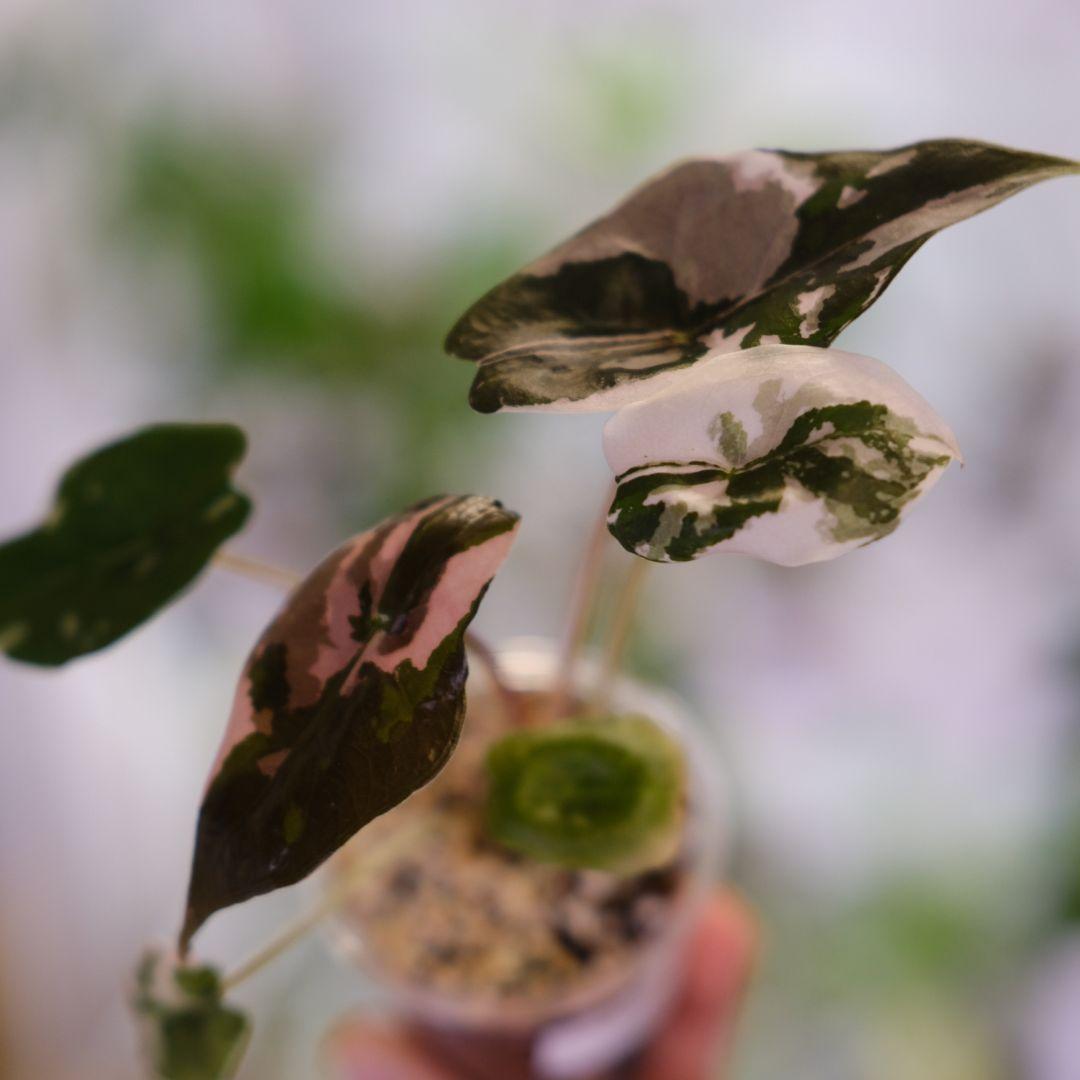 Alocasia chantrieri pink /アロカシア チャントリエリ - メルカリ