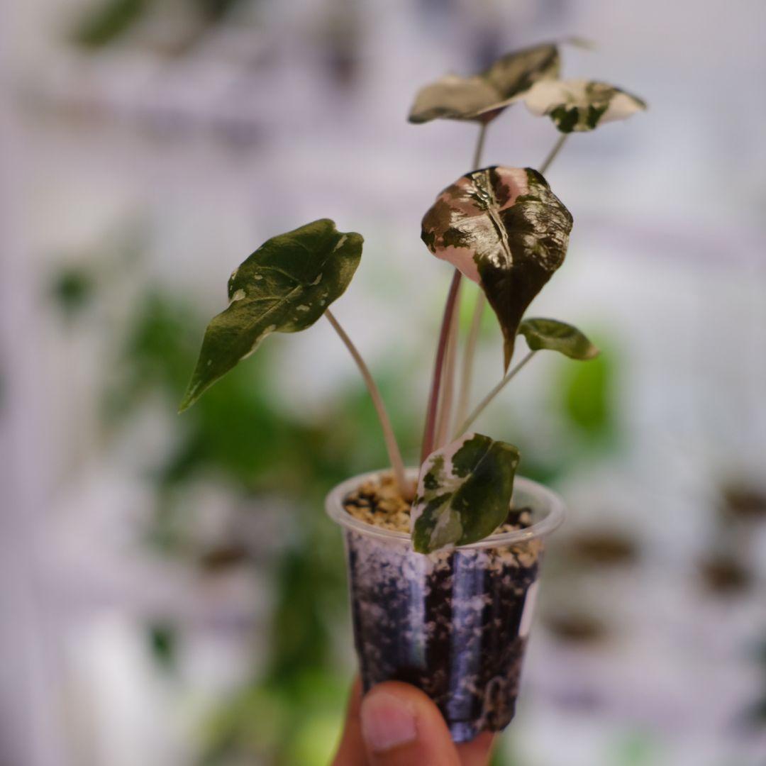 Alocasia chantrieri pink /アロカシア チャントリエリ - メルカリ