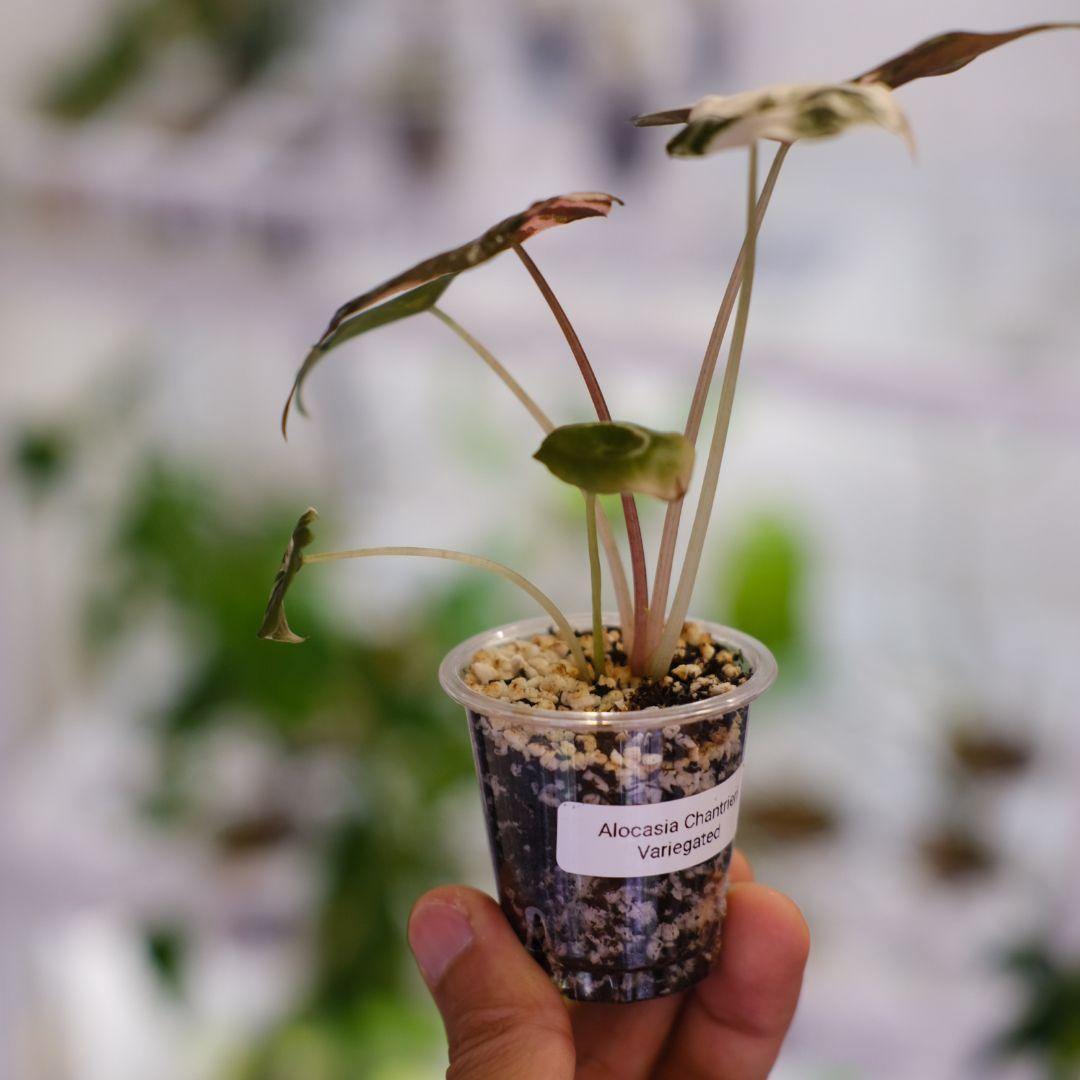 Alocasia chantrieri pink /アロカシア チャントリエリ - メルカリ