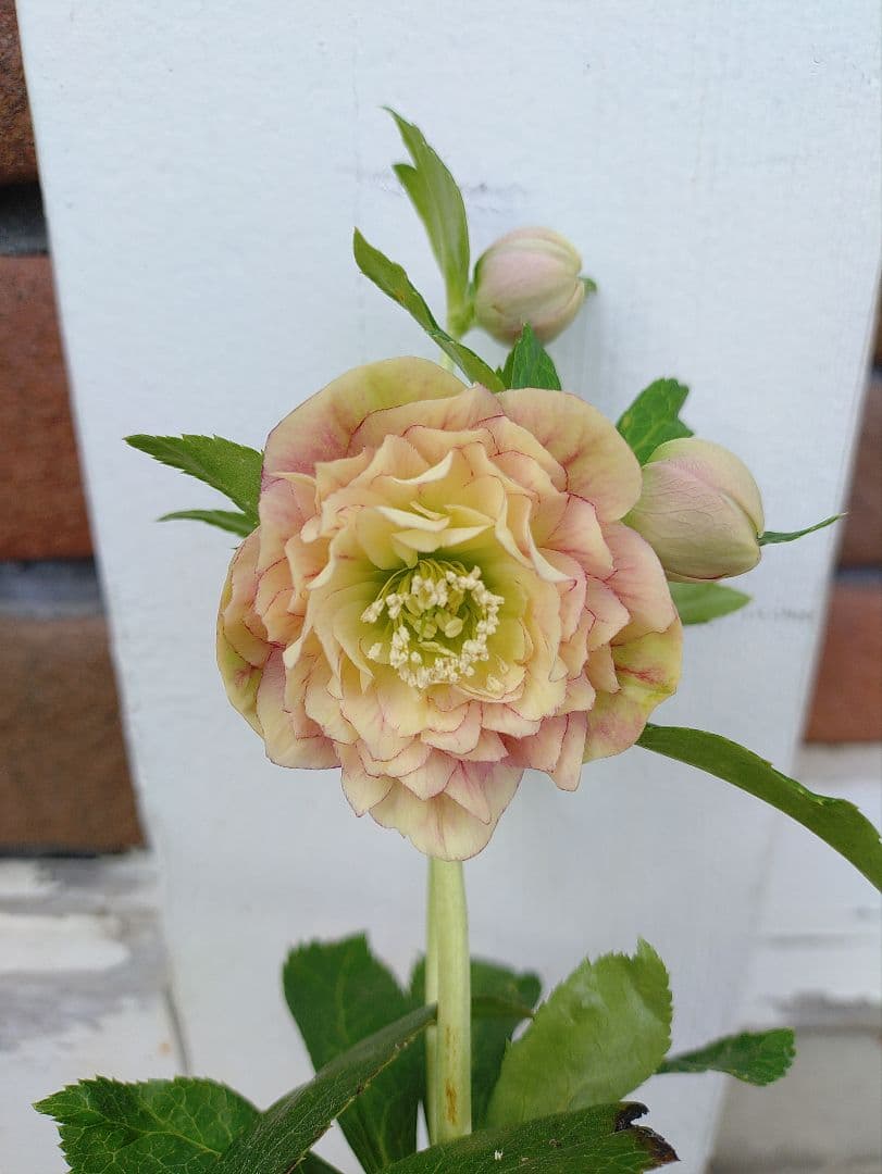 クリスマスローズ　dd　アフロディーテプリマベーラ クリスマスローズ開花株 DDアフロディーテプリマヴェーラ 196 現品限り