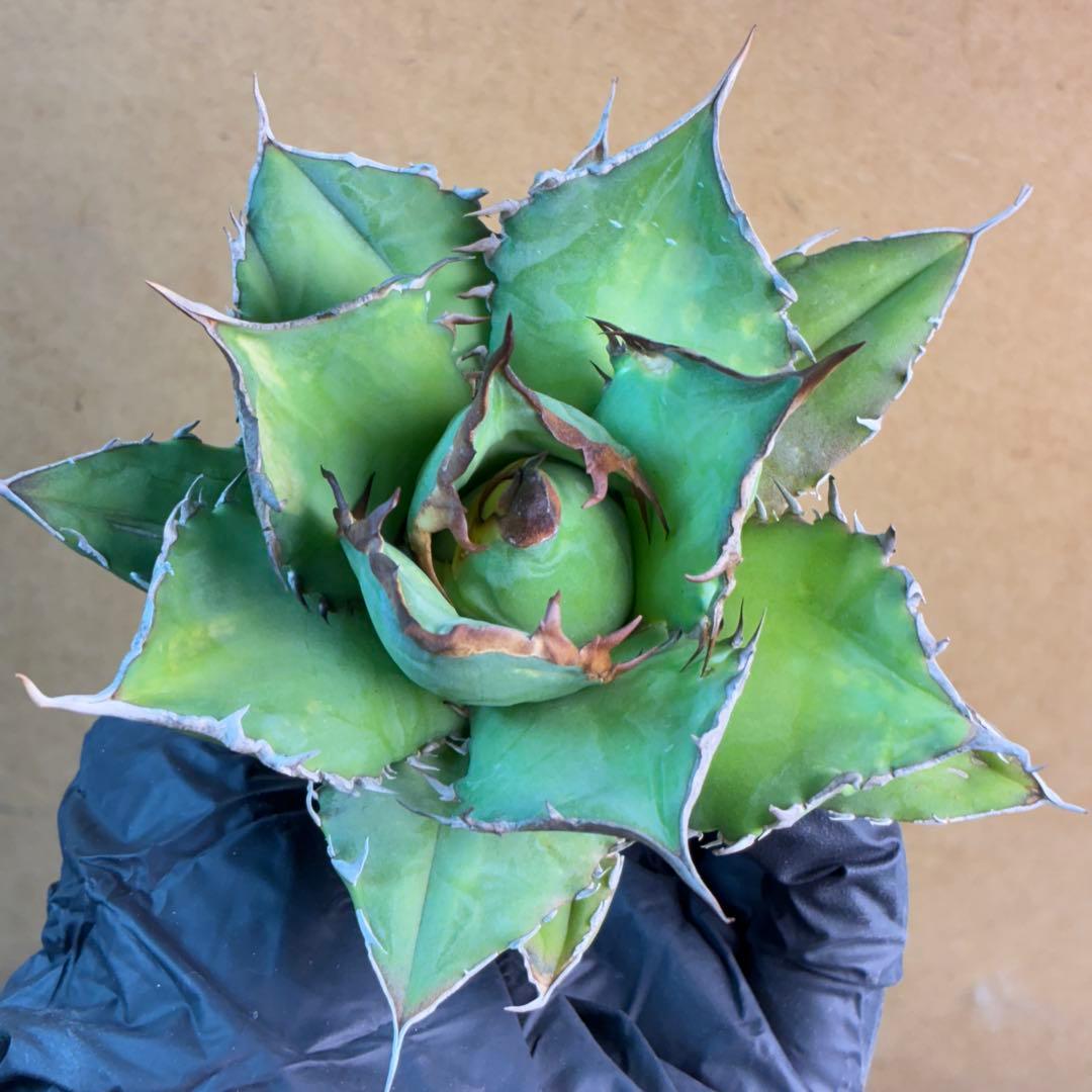 アガベ チタノタ 076 優良血統 極上強棘 超特選株 - メルカリ