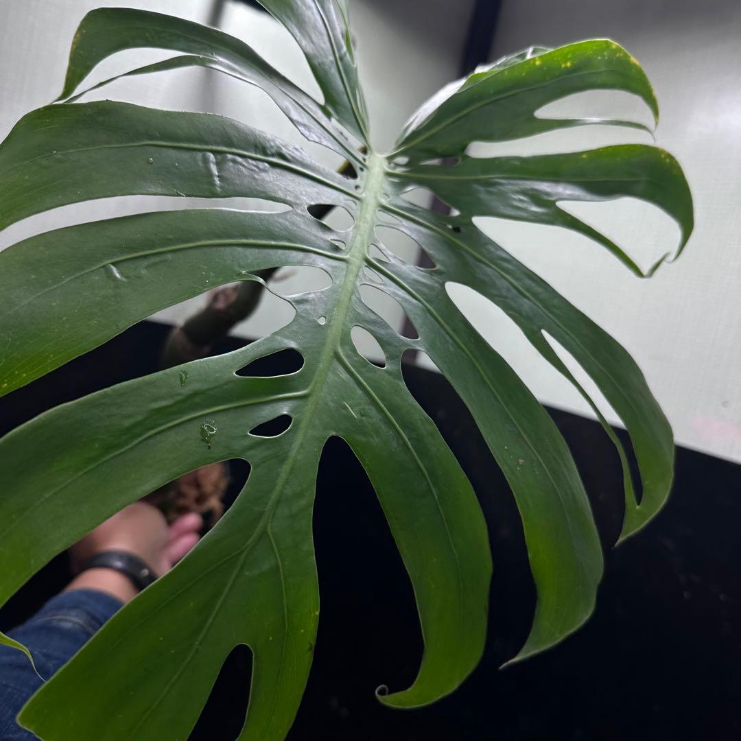た*う様 モンステラデリシオーサマクロコズム超希少系統鉢植え