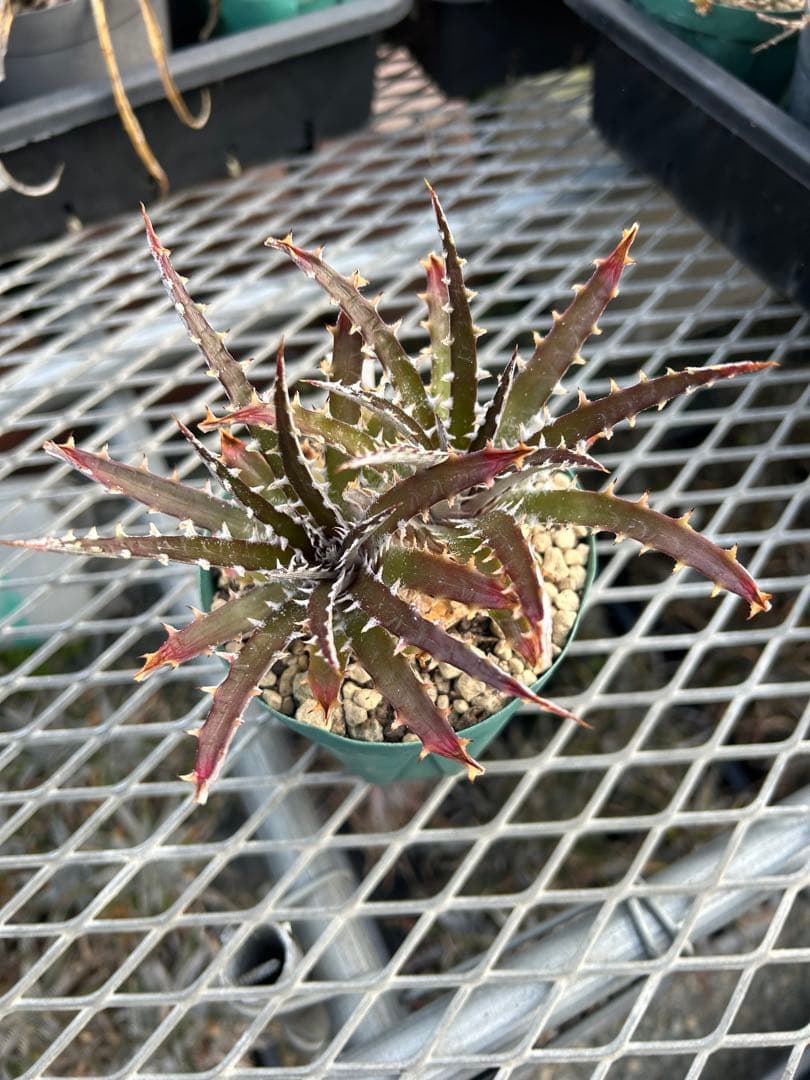 DBディッキア Dyckia Bill Baker hybrid #239 - メルカリ