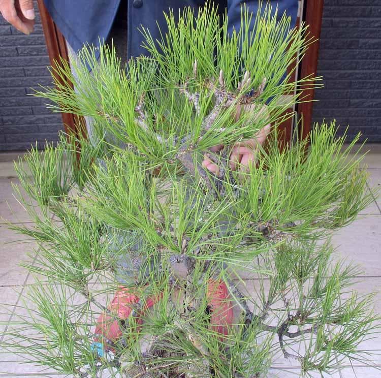 現品】黒松（くろまつ）（クロマツ）根巻 AK番 - メルカリ