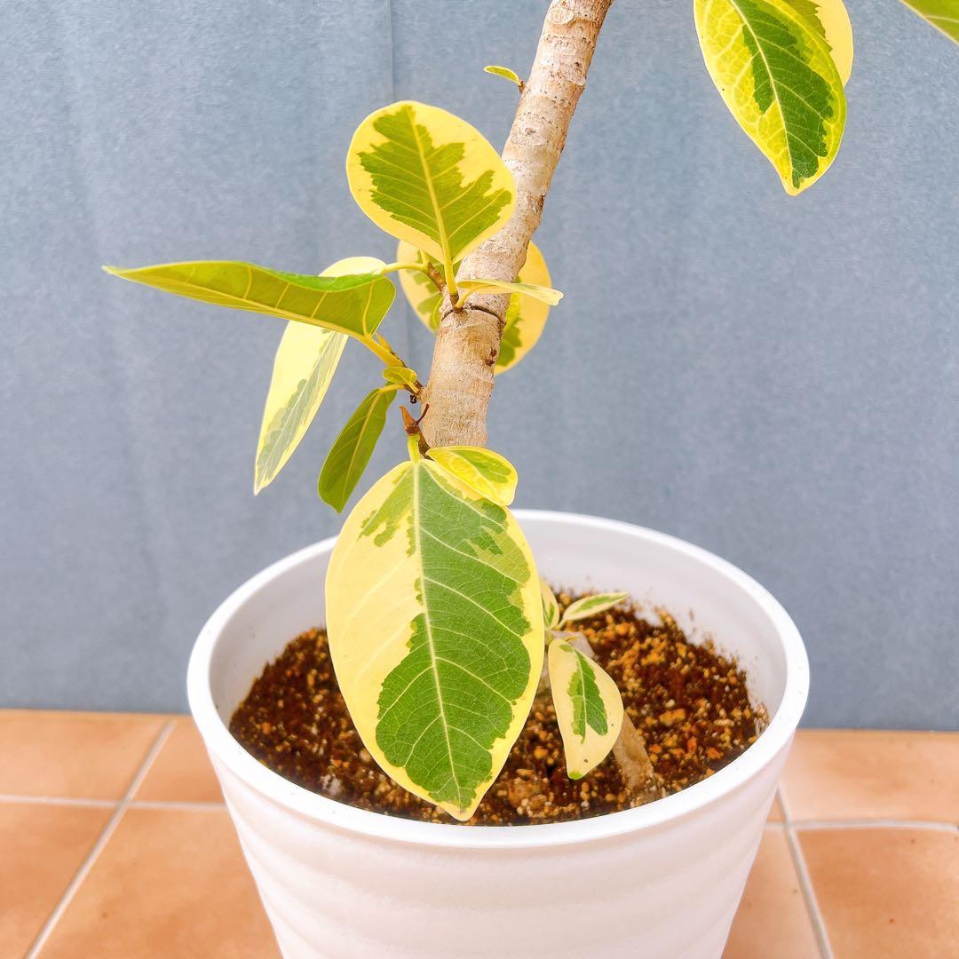 現品 フィカス ゴムの木 アルテシマ 曲がり 5番 特大 インテリア