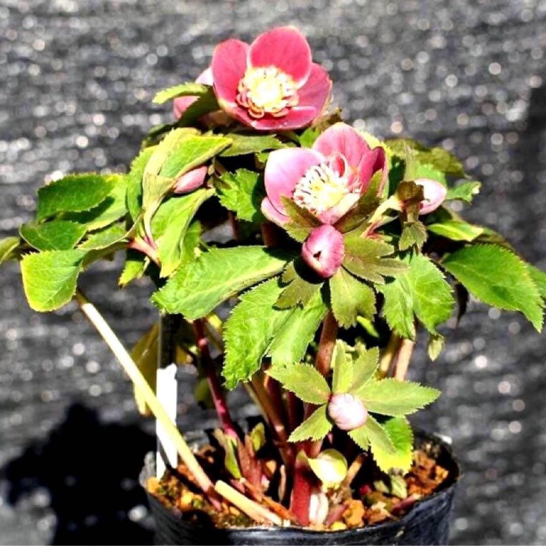 ぱ*こ様 ☘️蕾付き☘️極上☘️3391⭐️小輪⭐️ ハートSD⭐️オーレア⭐️