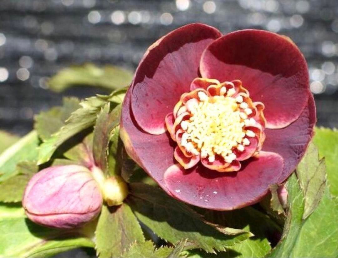 ぱ*こ様 ☘️蕾付き☘️極上☘️3391⭐️小輪⭐️ ハートSD⭐️オーレア⭐️