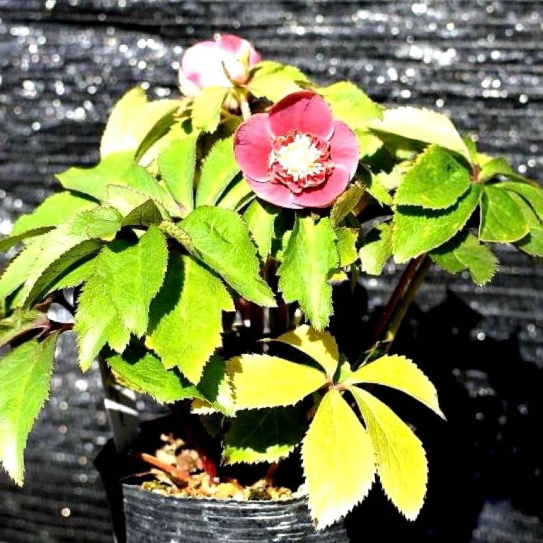 ぱ*こ様 ☘️蕾付き☘️極上☘️3391⭐️小輪⭐️ ハートSD⭐️オーレア⭐️