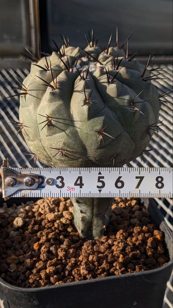 黒王丸① コピアポア シネレア サボテン 多肉植物 - メルカリ