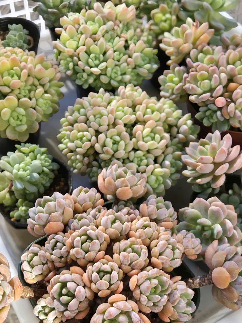 ご確認用多肉^^ 323現物 多肉植物 ヌダ錦 | るる農園~多肉植物専門