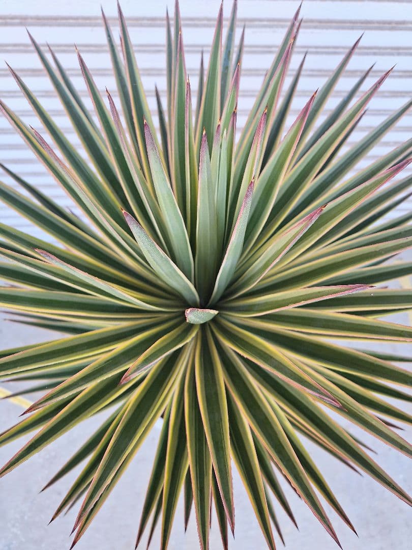 ユッカ アロイフォリア バリエガータ (斑入り千寿蘭) - メルカリ