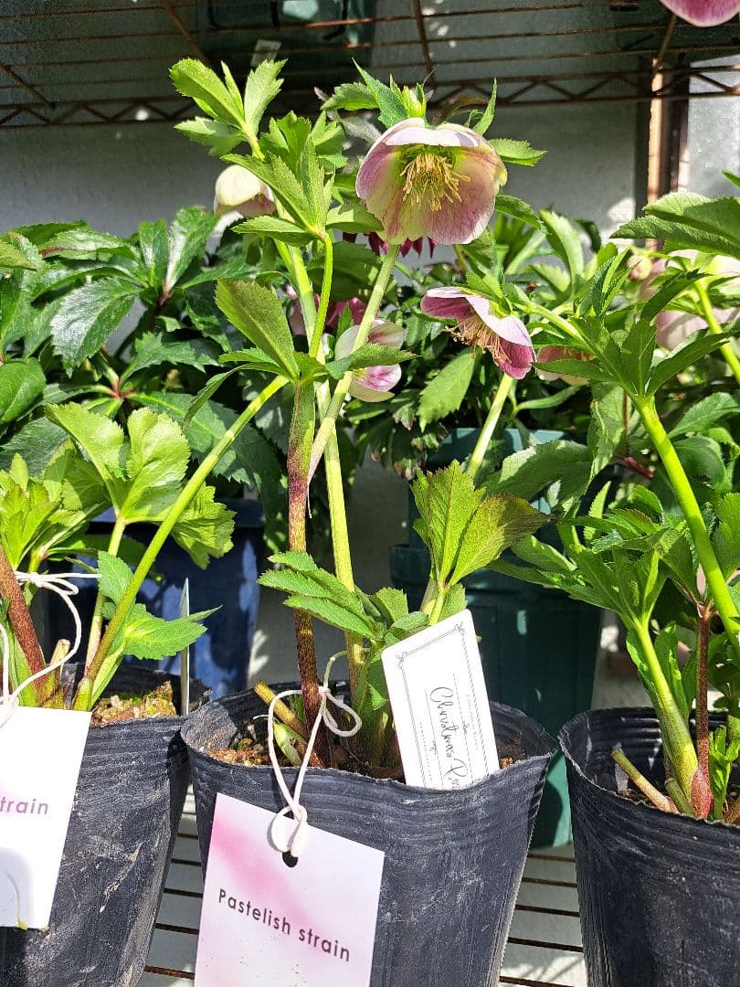 大和園 クリスマスローズ パステリッシュストレイン 蕾3個 【メルカリ