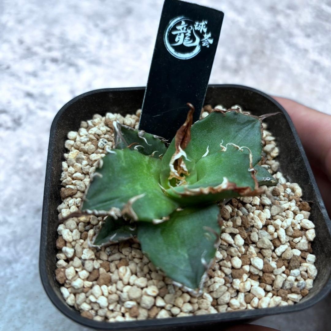 アガベ・チタノタ・黒王・龍球会の金・厚重濃黑棘・親株出品・本物保証