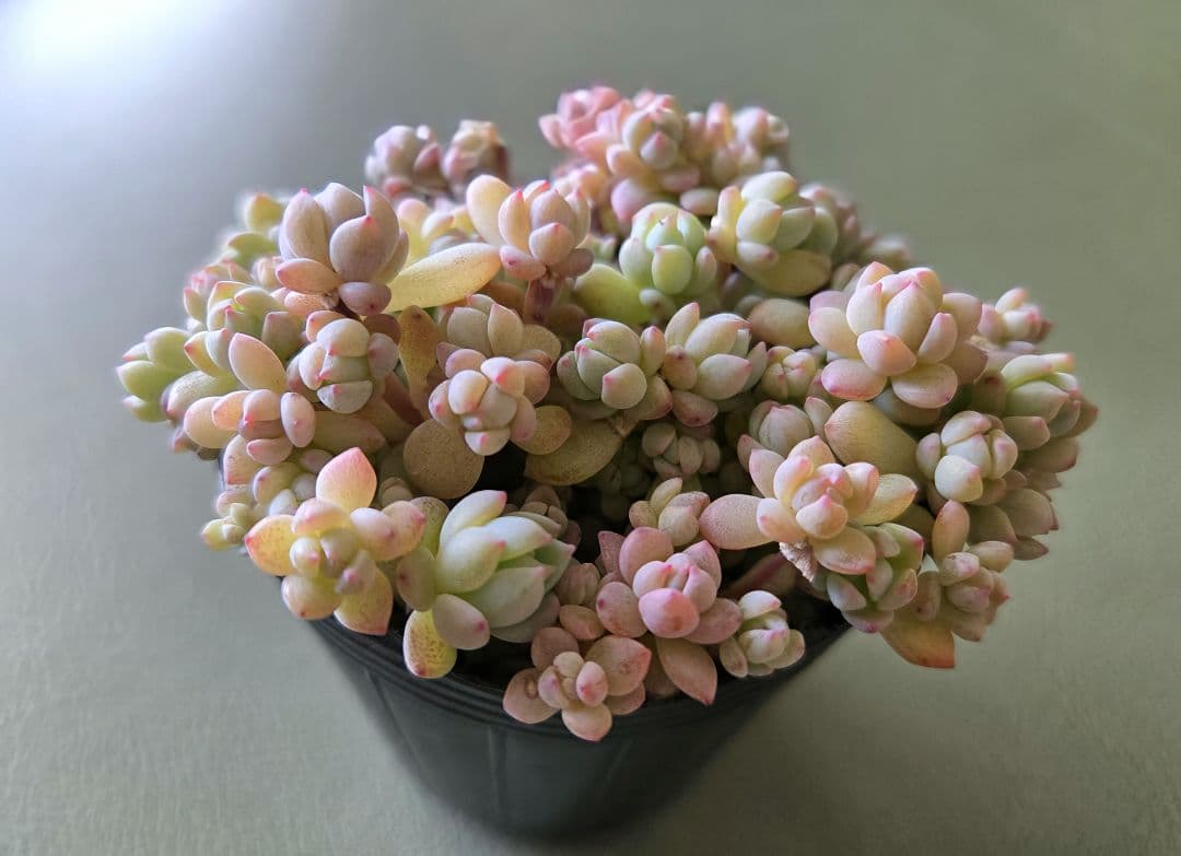 多肉植物♡ダーリーサンシャイン～ちび苗～つぶつぶ～♡ポットごと発送