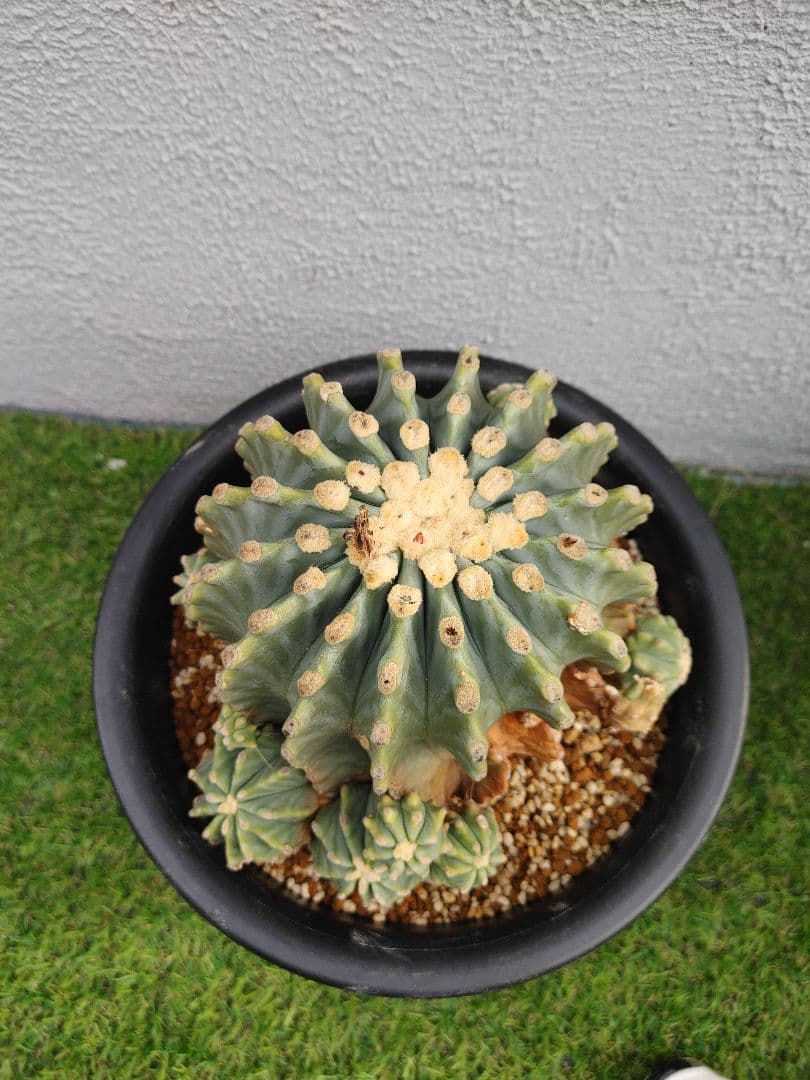 Omc Labo極上2 フェロカクタス刺無王冠竜 希少 サボテン 古木 【Omc