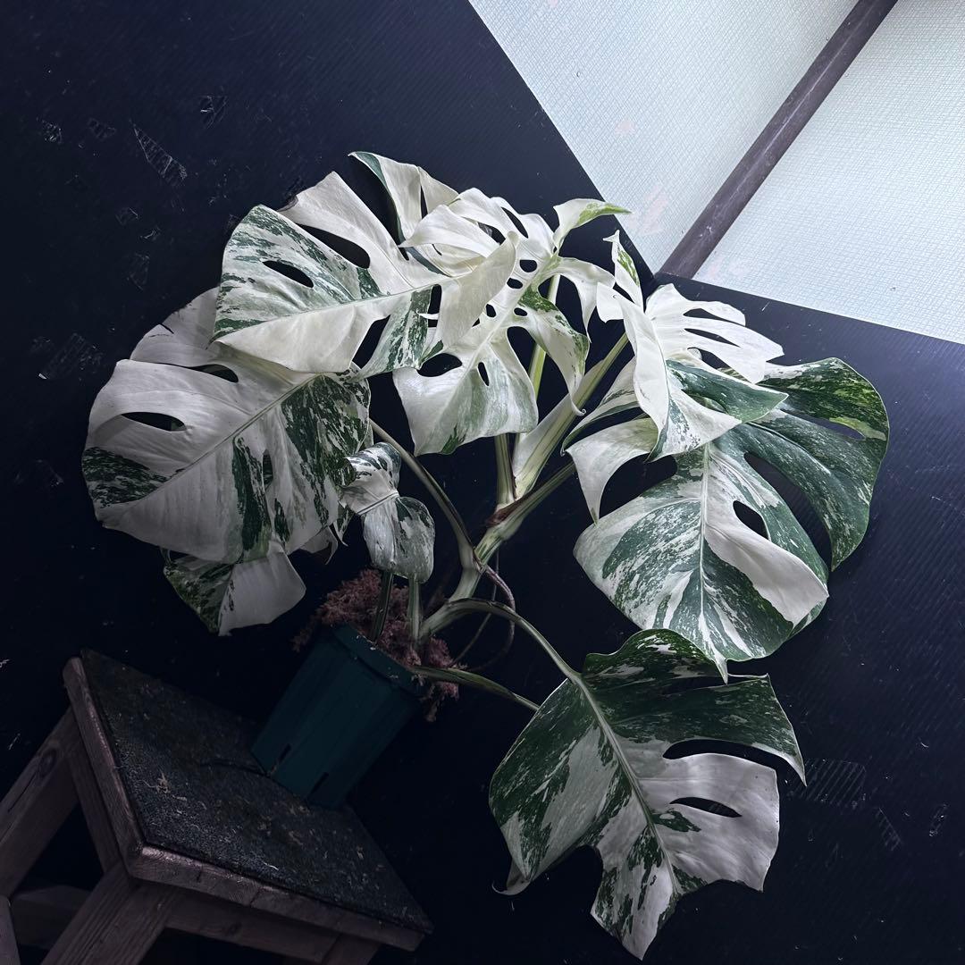 斑入りモンステラ ホワイトタイガー極美大株53cm白斑多 - メルカリ