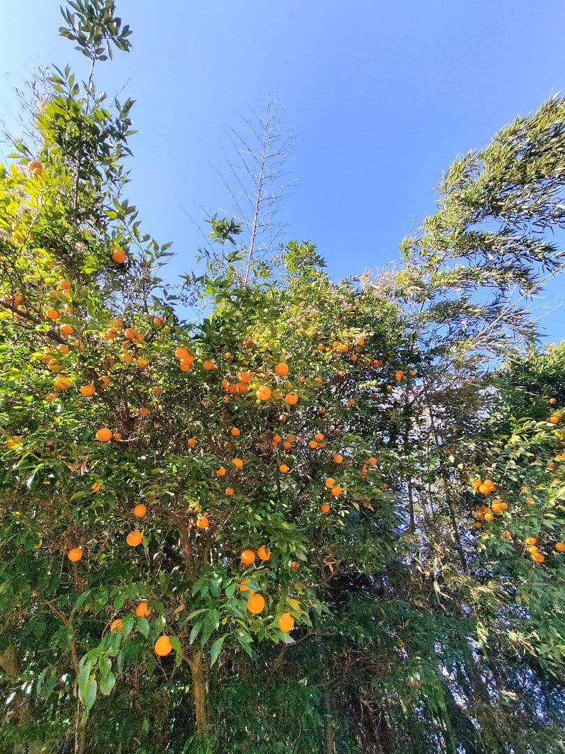 採りたて！！霜降り実生本柚子 10㌔ - メルカリ