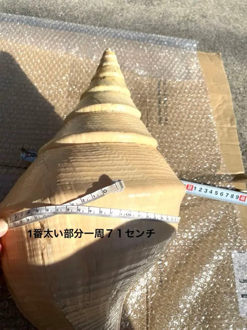 超特大54cm 世界最大級 法螺貝 アラフラオオニシ 修験道 山伏 置物