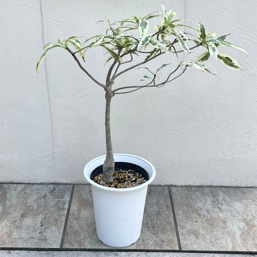 【セール】バオバブ　斑入り　No.001　鉢、送料込　メルカリ便 セール】バオバブ 斑入り No.001 鉢、送料込 メルカリ便 - メルカリ