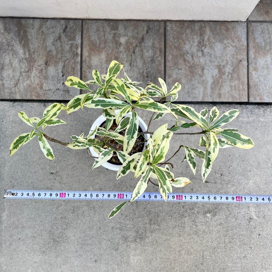 セール】バオバブ 斑入り No.001 鉢、送料込 メルカリ便 - メルカリ