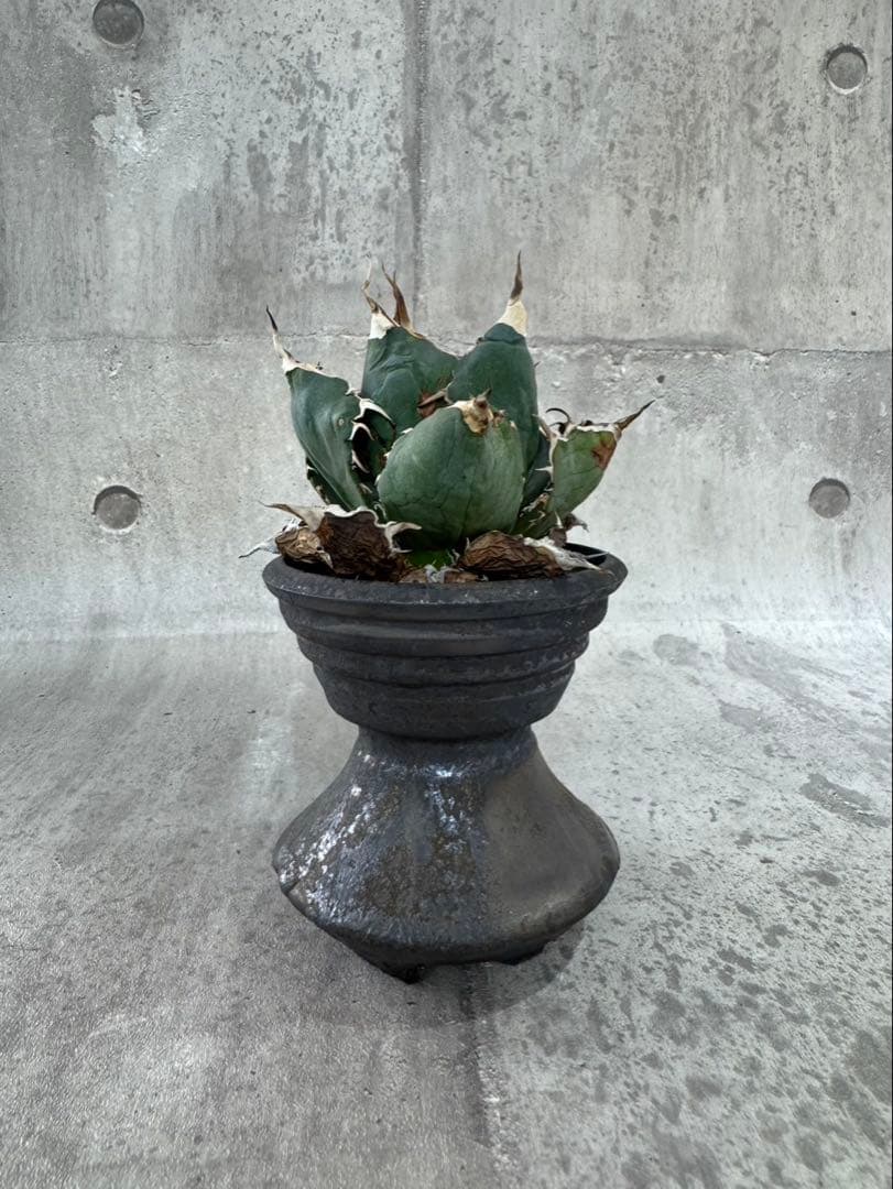 白鯨 アガベ チタノタ 姫野翔太 鉢付き