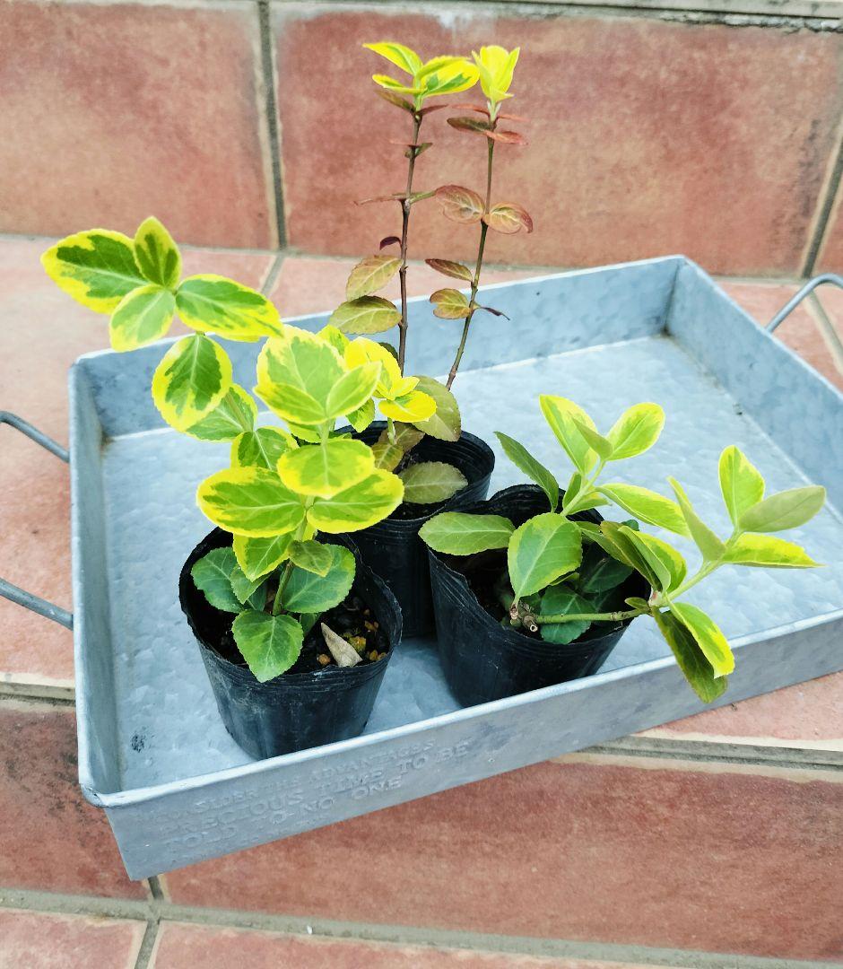 斑入り ツルマサキ 3ポットセット ヤマト便コンパクトボックス発送