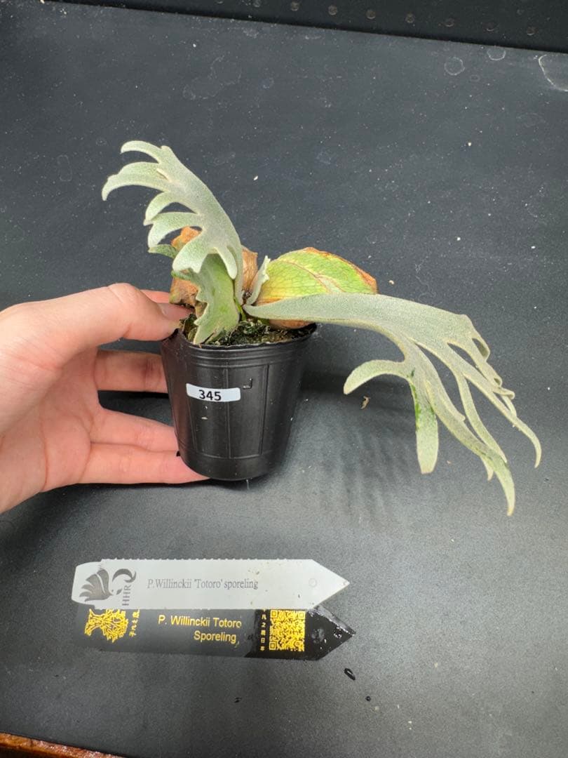 ビカクシダ YMDS Totoro HHRナーセリータグ付け #345 - メルカリ