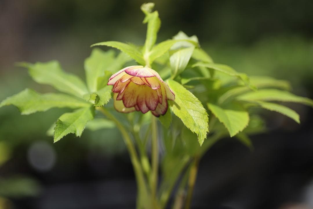 クリスマスローズ 開花実績株 DDレインボーhyb クリスマスローズ『レインボー』 | ザ・ガーデンの園芸スタッフブログ