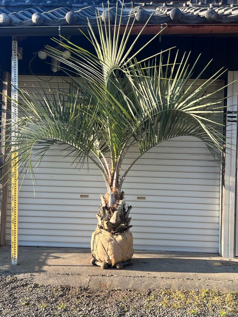 ココスヤシ　極太シルバーリーフ　ヤシの木　カルフォルニアスタイル　送料込み価格 ココスヤシ H2.5m 極上極太シルバーリーフ カルフォルニアスタイル