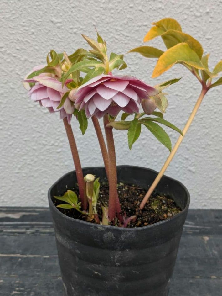 広瀬園芸 クリスマスローズ【ソレイユ系】オーレア多弁リバーシブルdd