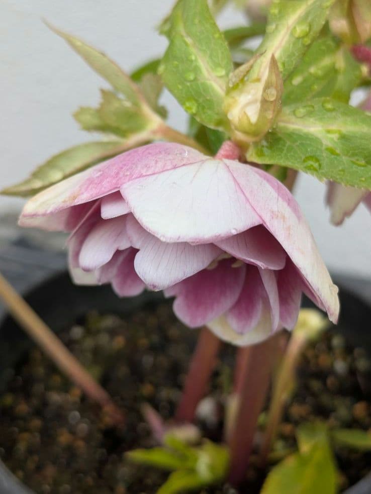 広瀬園芸 クリスマスローズ【ソレイユ系】オーレア多弁リバーシブルdd