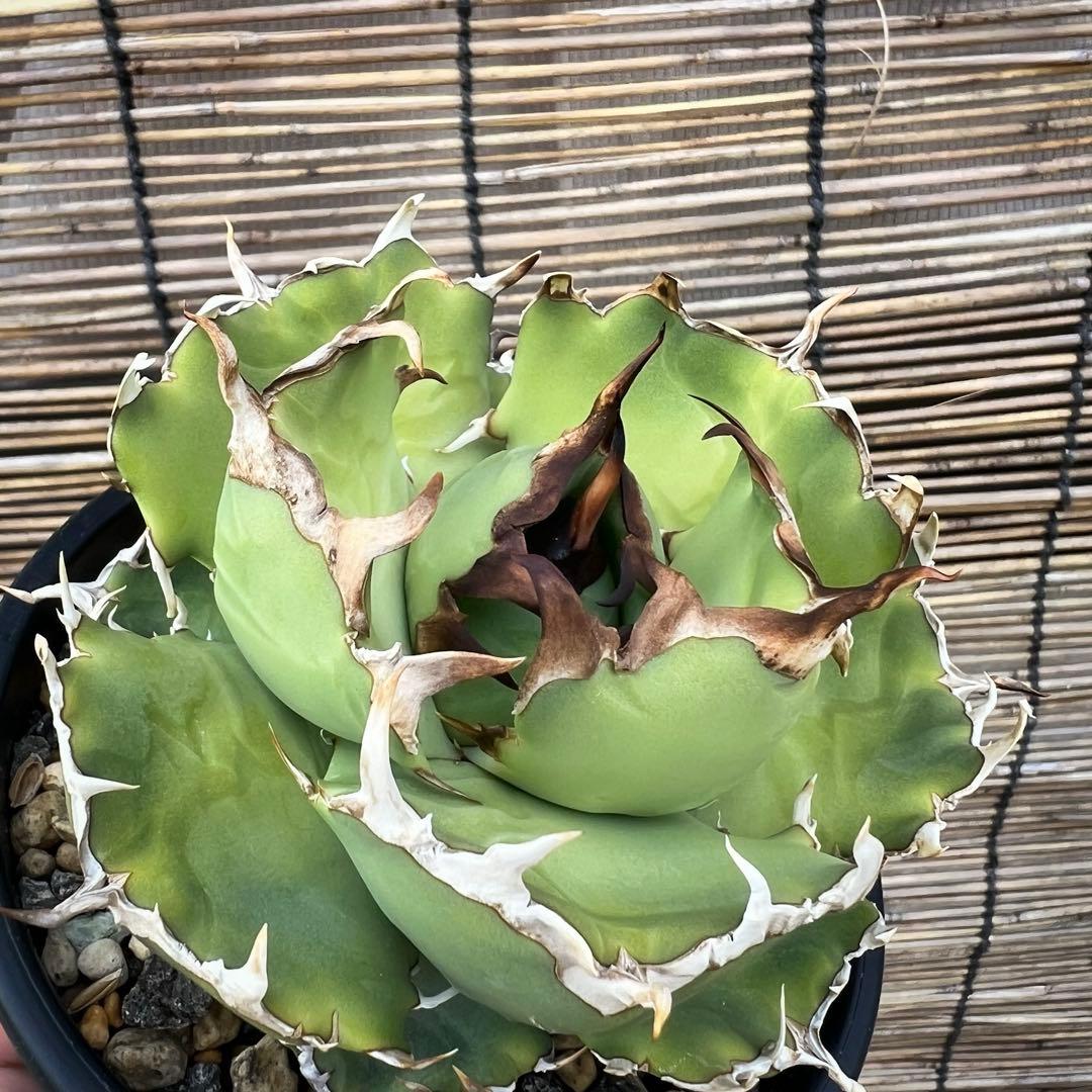 台湾　デニス　ノーネーム 防水仕様】ノーネーム no name CARTER 撥水スニーカー レディース 厚底