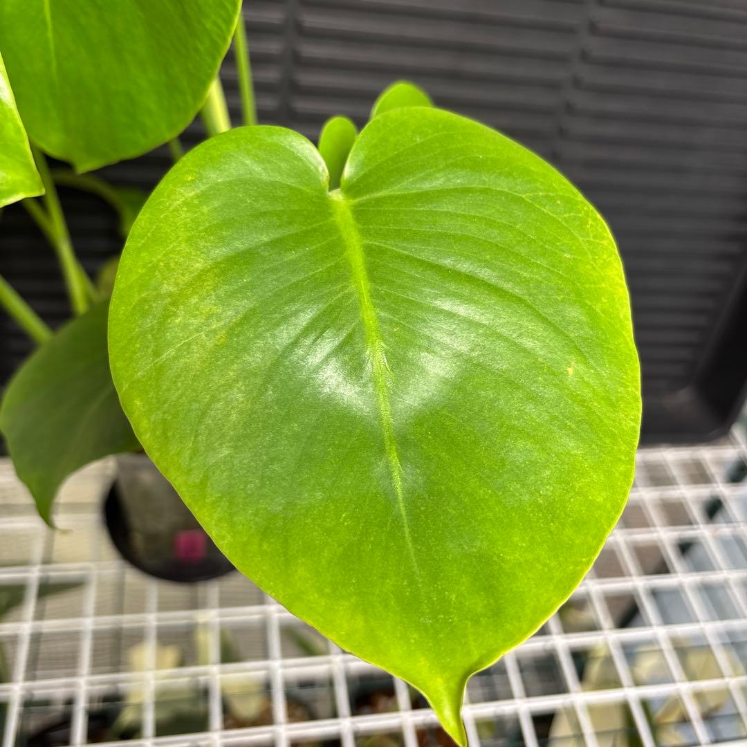 ラスト1 ❗️ レア モンステラ デリシオーサ 羅紗丸葉 双頭龍 元斑入り