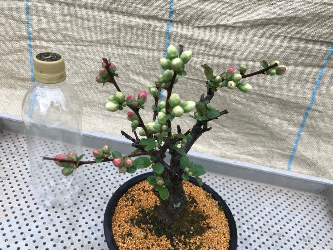 木瓜(ボケ)・放春花 日月星 5寸(咲分け保証品) - メルカリ