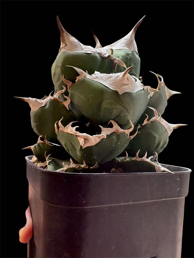 アガベ チタノタSAD 南アフリカダイヤモンド 極上ボール型 強鋸歯 鉢