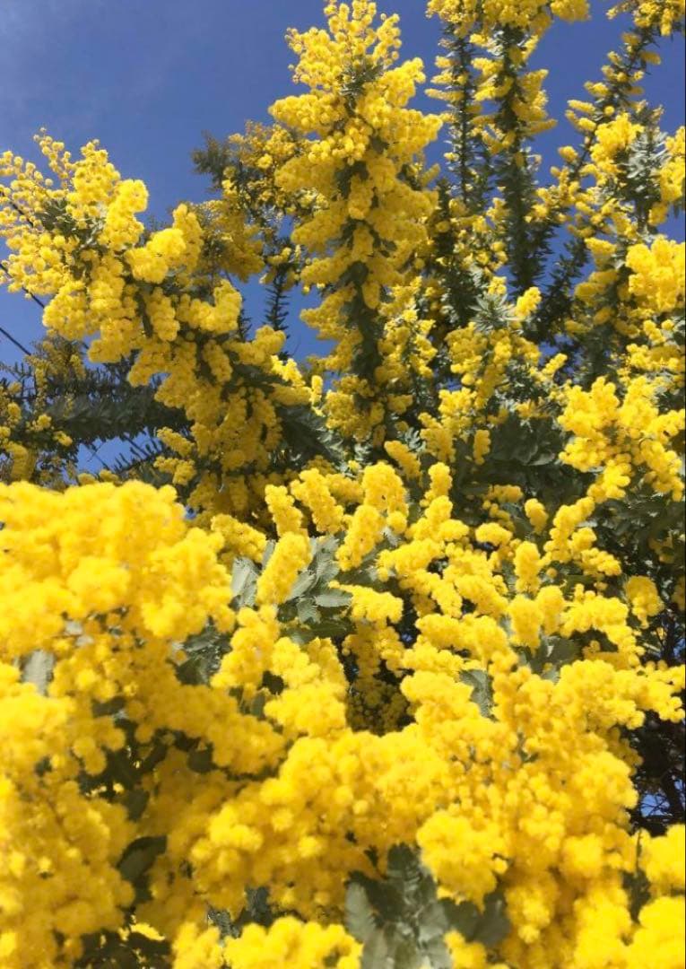 ちゃんちゃん❀✿様専用 ミモザ 保水有り 100サイズ 生花 フレッシュ