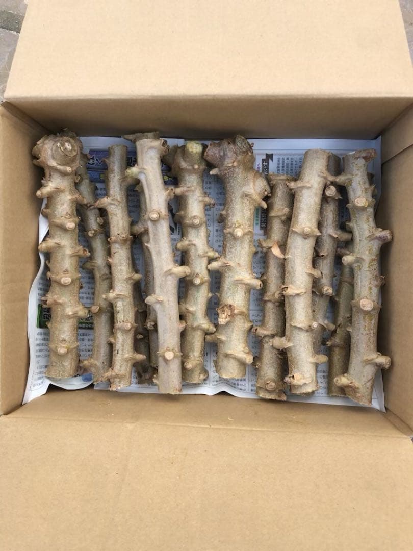 徳之島産キャッサバ苗挿木用苗50本入り - メルカリ