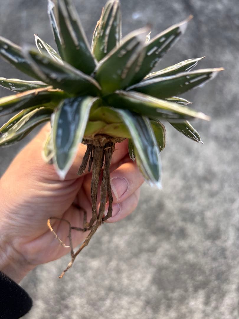 アガベ 姫笹の雪 白外斑入