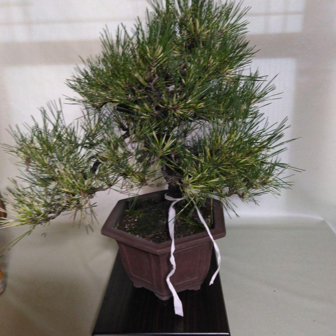 ジャノ芽松盆栽 2025年8月28日 超珍品、大幅値下げ。黒松、赤松、